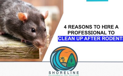 4 Reasons to Hire a Professional to Clean Up after Rodents