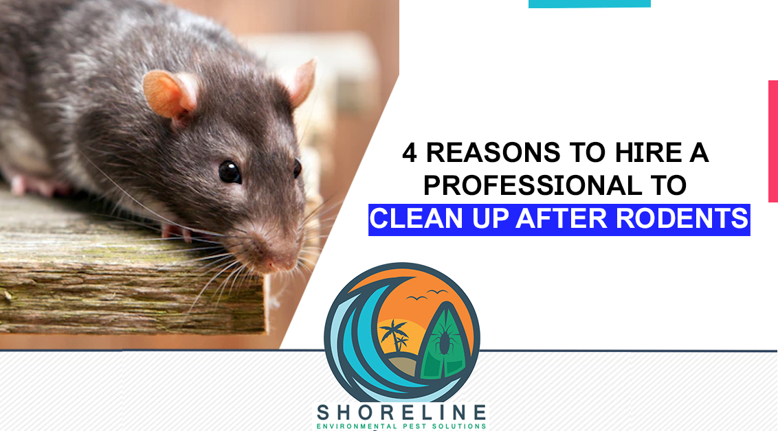 4-Reasons-to-Hire-a-Professional-to-Clean-Up-after-Rodents