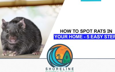 How to Spot Rats in Your Home – 5 Easy Steps