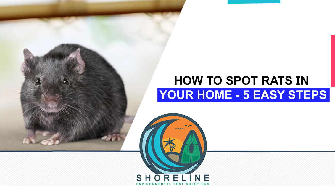 How to Spot Rats in Your Home - 5 Easy Steps