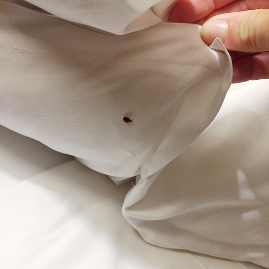 Residential Bed Bug Services