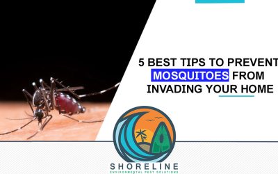 5 Best Tips to Prevent Mosquitoes from Invading Your Home