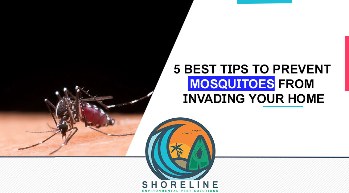 5 Best Tips to Prevent Mosquitoes from Invading Your Home