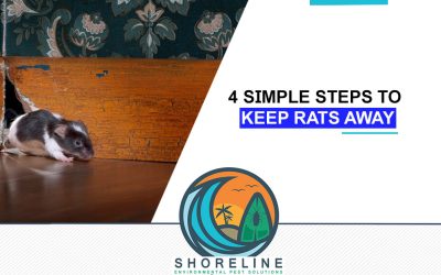How to Proof Your Home against Rats: 4 Simple Steps