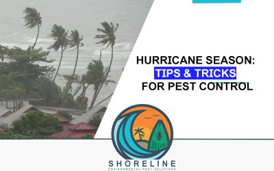 Hurricane Season: Tips & Tricks for Pest Control