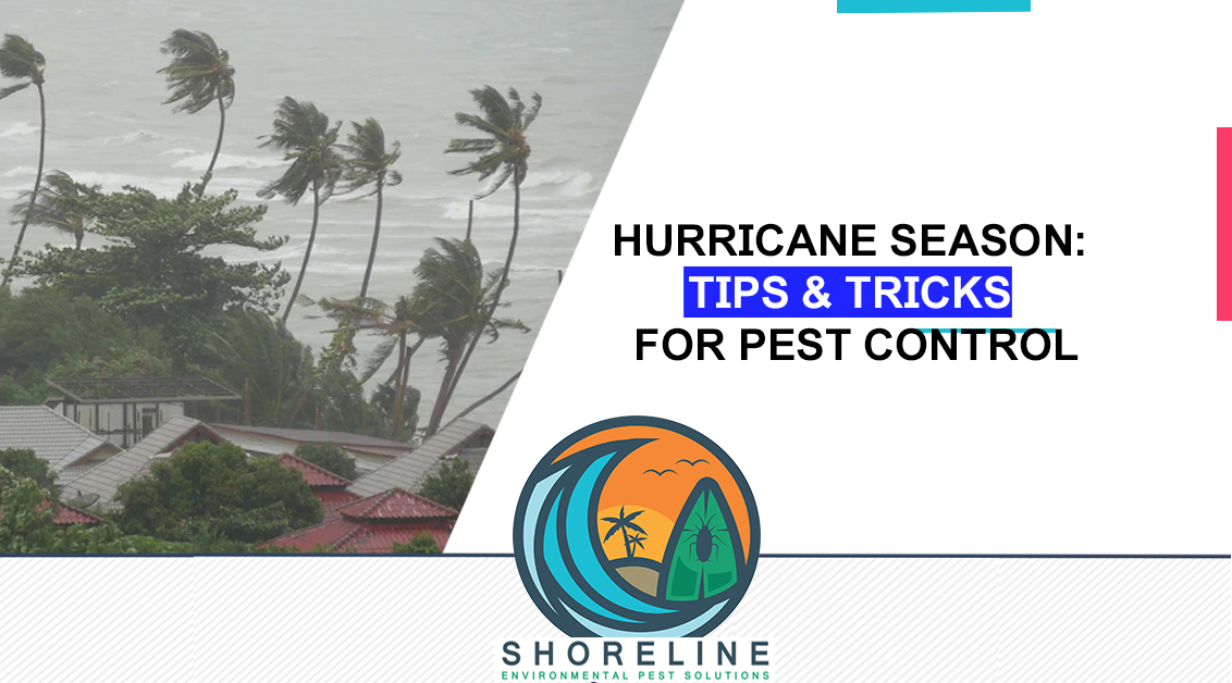 Hurricane Season: Tips & Tricks for Pest Control