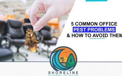 5 Common Pest Problems in the Office and How to Avoid Them
