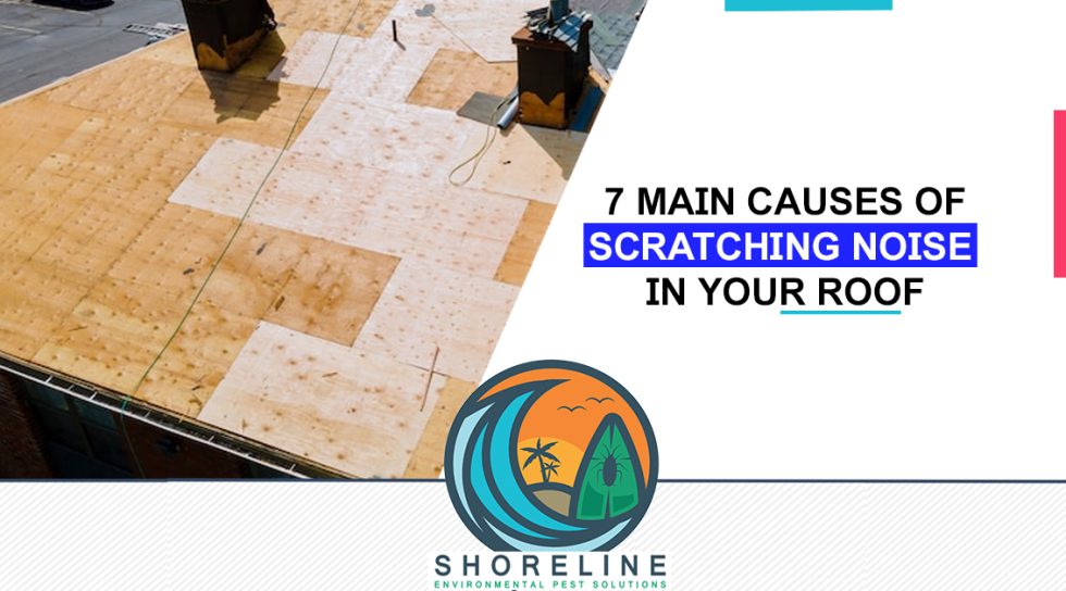 7 Main Causes of Scratching Noise In Your Roof Shoreline