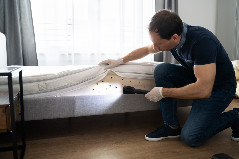 How to know if you have a bed bug infestation