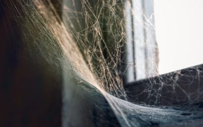 Top 5 most common spiders in West Palm Beach and should you get rid of them?