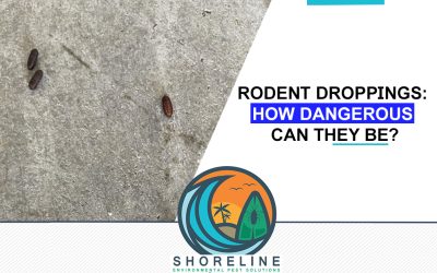 Rodent Droppings: How Dangerous Can They Be?