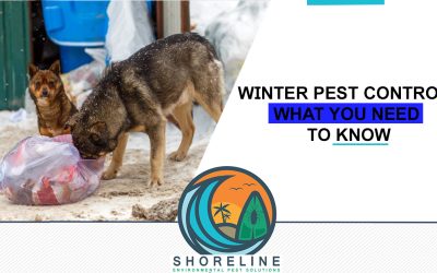 Winter Pest Control: What You Need to Know