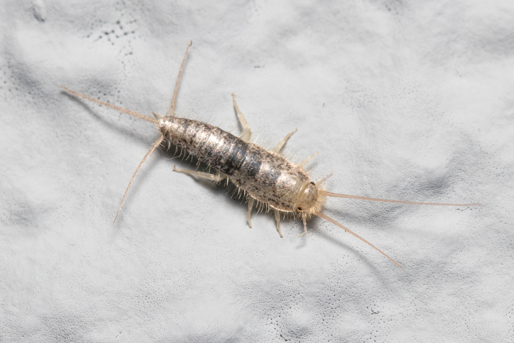 Silverfish: what they are and how to get rid of them