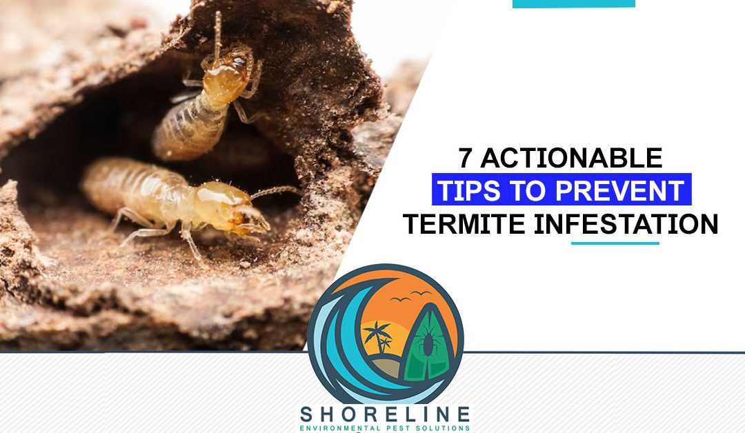 7 Actionable Tips to Prevent Termite Infestation on Commercial or Residential Property