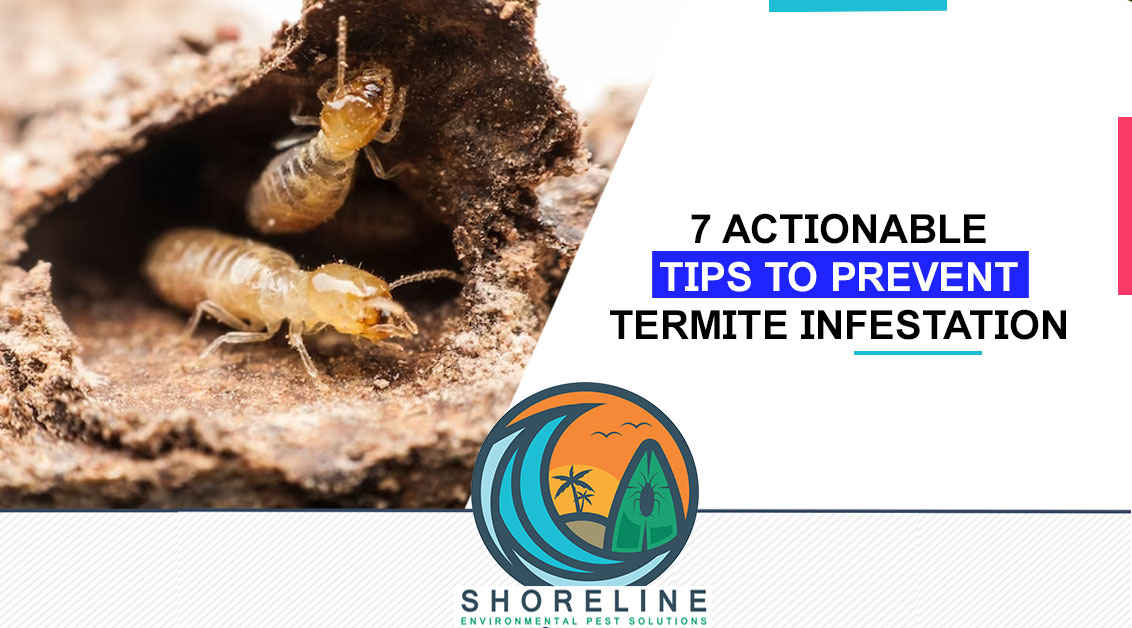 7 Actionable Tips to Prevent Termite Infestation