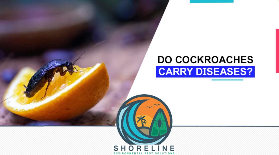 Do Cockroaches Carry Diseases? The Truth About Cockroach Health Risks
