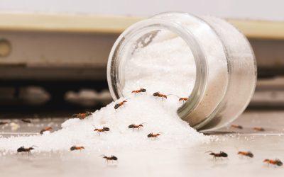 Get rid of sugar ants 
