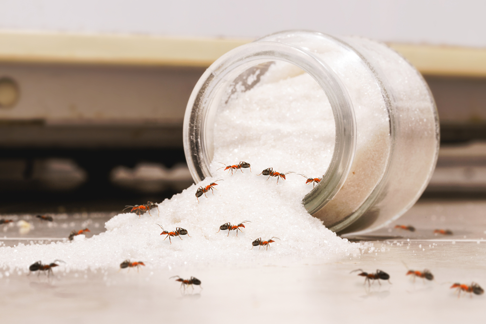Get rid of sugar ants 