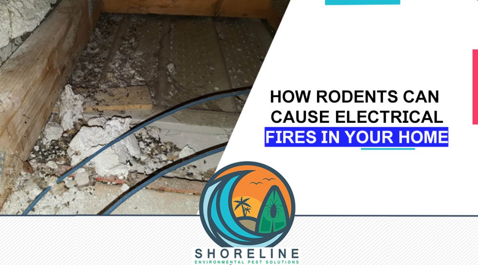 How Rodents Can Cause Electrical Fires in Your Home Shoreline