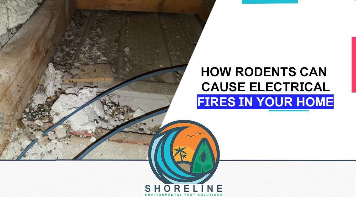 How Rodents Can Cause Electrical Fires in Your Home