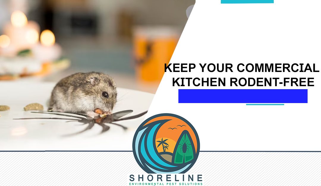 Keep Your Commercial Kitchen Rodent-Free: Prevention Tips You Need to Know