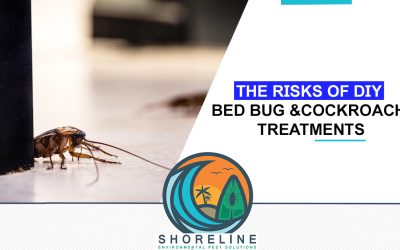 The Risks of DIY Bed Bug and Cockroach Treatments: What You Need to Know
