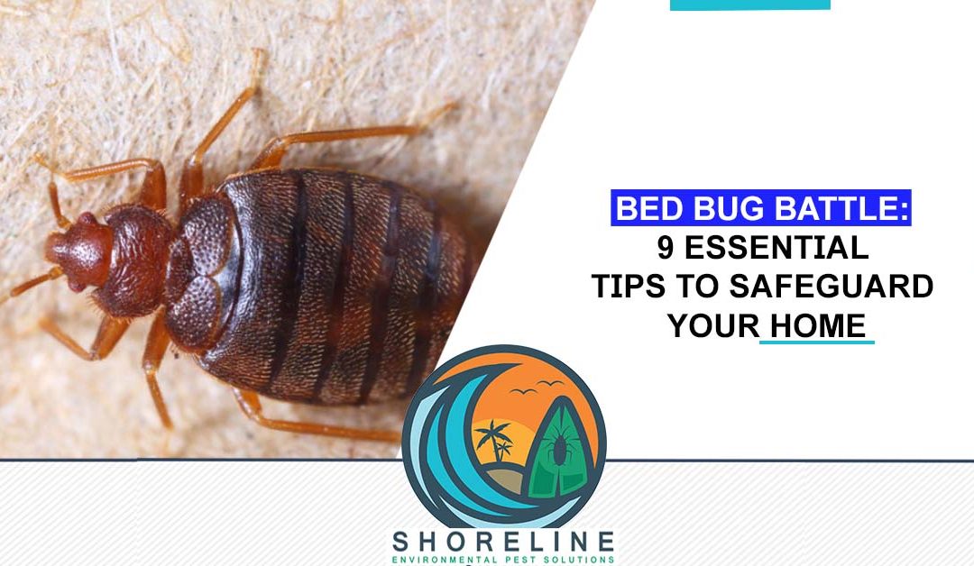 Bed Bug Battle: 9 Essential Tips to Safeguard Your Home