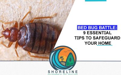 Bed Bug Battle: 9 Essential Tips to Safeguard Your Home