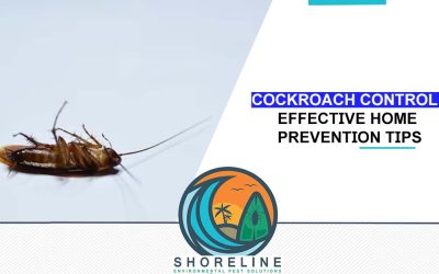 Cockroach Control: Effective Home Prevention Tips