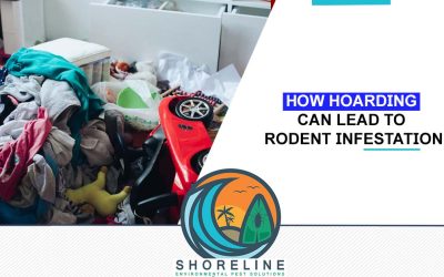 How Hoarding Can Lead to Rodent Infestation