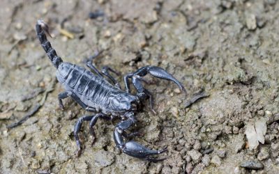 Top 3 Most Common Scorpions in Florida