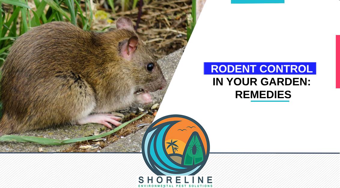 Rodent Control in Your Garden: Natural Remedies & Proven Techniques