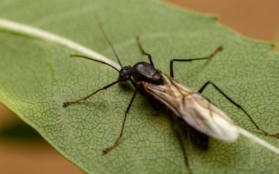 What to do about the flying ants in Florida
