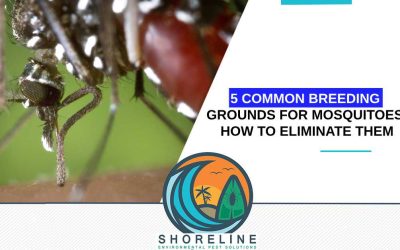 5 Common Breeding Grounds for Mosquitoes: How to Eliminate Them