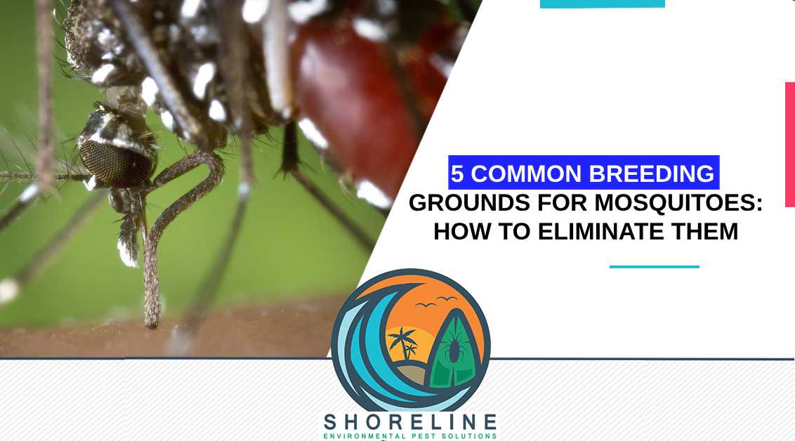 5 Common Breeding Grounds for Mosquitoes: How to Eliminate Them