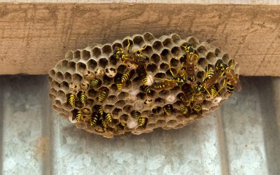 Keep an eye out for the most common Florida wasps