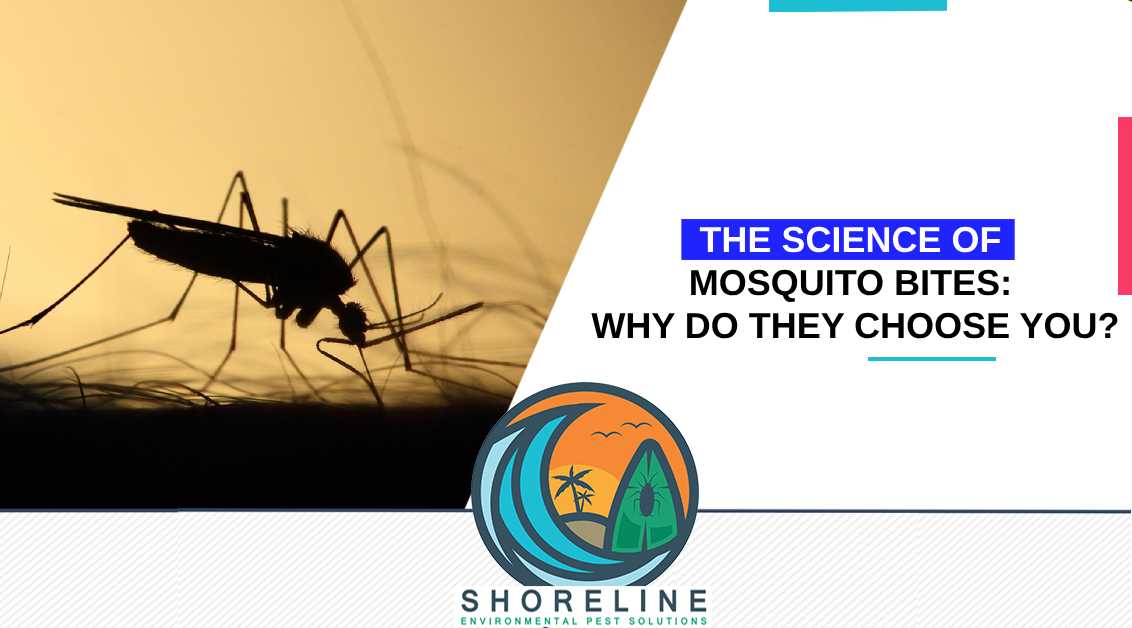 The Science of Mosquito Bites: Why Do They Choose You?
