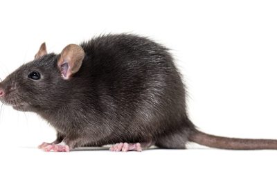 So there are rats in your attic, now what? 