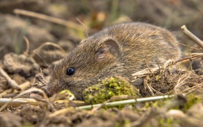 Your guide to field mice 