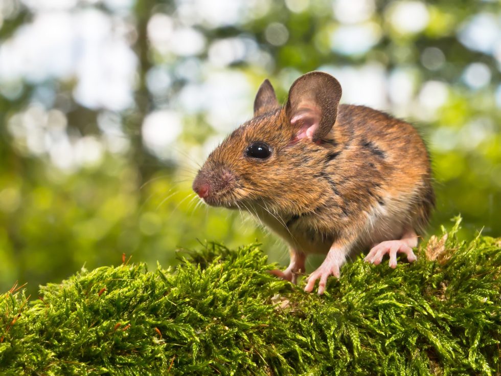 Your guide to field mice - Shoreline Environmental Pest Solutions