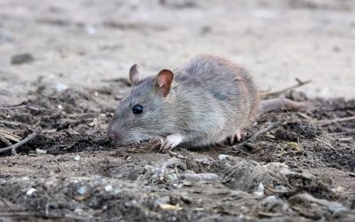 Rats vs. mice: what’s the difference?