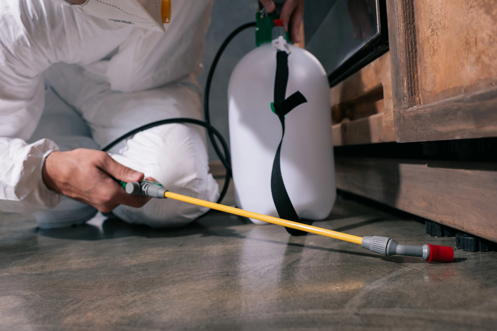Pest control professional in Juno Beach Pest control professional in Juno Beach