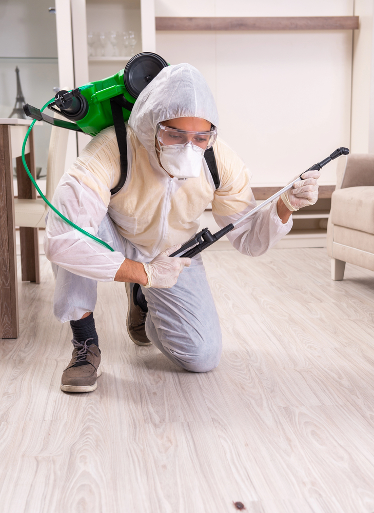 Pest control working in Juno Beach Pest control working in Juno Beach