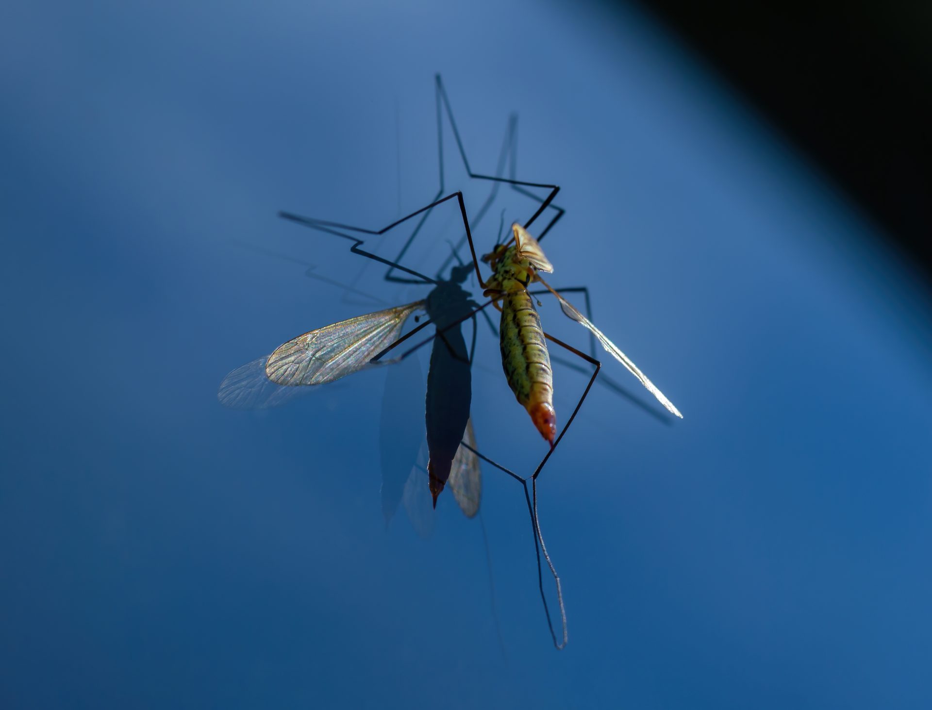 crane-fly-on-a-blue-background-close-up-2026-09-22-13-31-45-utc